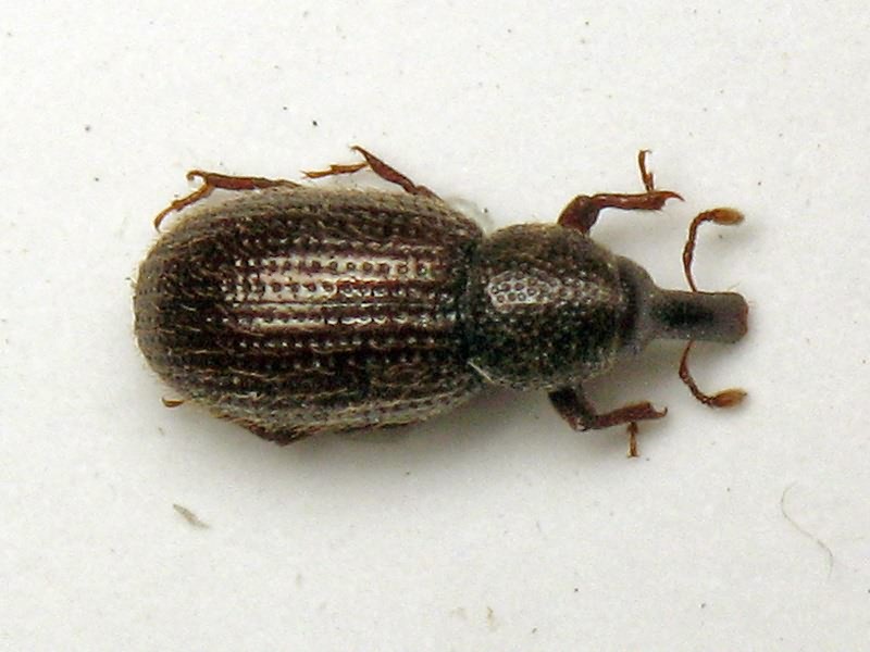 Pselactus spadix (Herbst, 1795)